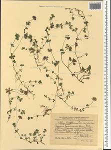 Trifolium burchellianum Ser., Africa (AFR) (Ethiopia)