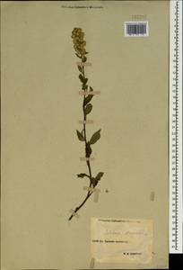 Solidago virgaurea L., Caucasus, Stavropol Krai, Karachay-Cherkessia & Kabardino-Balkaria (K1b) (Russia)