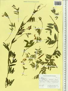 Lathyrus palustris subsp. palustris, Siberia, Russian Far East (S6) (Russia)