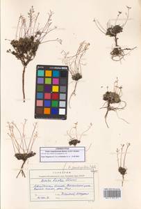 Draba magadanensis Berkut. & A.P.Khokhr., Siberia, Chukotka & Kamchatka (S7) (Russia)