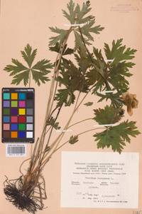 Trollius europaeus L., Eastern Europe, Central forest-and-steppe region (E6) (Russia)