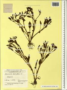 Ranunculus lateriflorus DC., Caucasus, Azerbaijan (K6) (Azerbaijan)