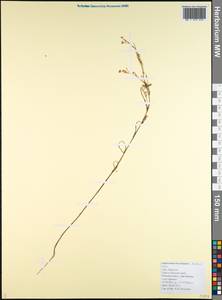 Bupleurum brachiatum K.Koch ex Boiss., Caucasus, Black Sea Shore (from Novorossiysk to Adler) (K3) (Russia)