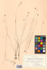 Rhynchospora alba (L.) Vahl, Siberia, Russian Far East (S6) (Russia)