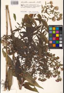 Symphyotrichum ×versicolor (Willd.) G. L. Nesom, Eastern Europe, Moscow region (E4a) (Russia)