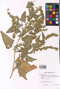 Atriplex sagittata Borkh., Eastern Europe, Central region (E4) (Russia)