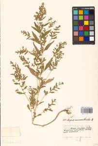 Axyris amaranthoides L., Eastern Europe, Moscow region (E4a) (Russia)