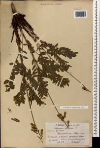 Hedysarum caucasicum M.Bieb., Caucasus, Armenia (K5) (Armenia)