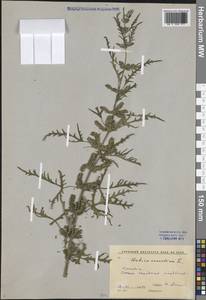 Urtica cannabina L., Siberia, Baikal & Transbaikal region (S4) (Russia)