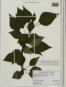 Populus × berolinensis K. Koch, Eastern Europe, Central forest region (E5) (Russia)