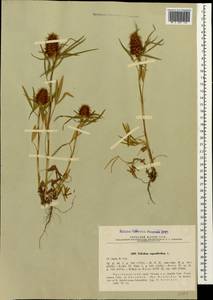Trifolium angustifolium L., Caucasus, Black Sea Shore (from Novorossiysk to Adler) (K3) (Russia)