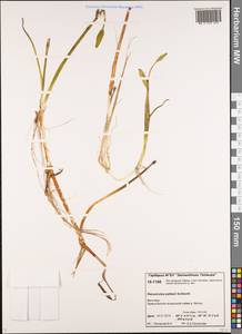 Coptidium pallasii (Schltdl.) A. & D. Löve, Siberia, Central Siberia (S3) (Russia)