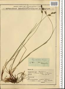 Carex adelostoma V.I.Krecz., Eastern Europe, Northern region (E1) (Russia)