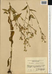 Erigeron annuus (L.) Pers., Eastern Europe, Moldova (E13a) (Moldova)
