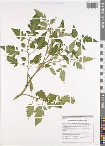 Solanum lycopersicum L., Eastern Europe, Belarus (E3a) (Belarus)