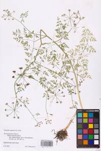 Oenanthe aquatica (L.) Poir., Eastern Europe, Central forest-and-steppe region (E6) (Russia)