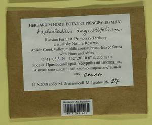 Haplocladium angustifolium (Hampe & Müll. Hal.) Broth., Bryophytes, Bryophytes - Russian Far East (excl. Chukotka & Kamchatka) (B20) (Russia)