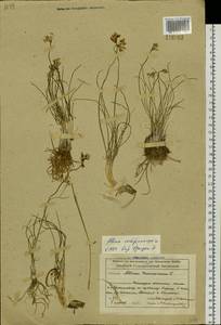 Allium vodopjanovae N.Friesen, Siberia, Altai & Sayany Mountains (S2) (Russia)