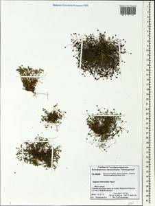 Sagina nivalis (Lindblad) Fr., Siberia, Central Siberia (S3) (Russia)