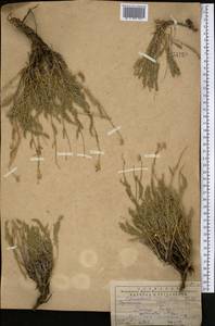 Tanacetum, Middle Asia, Western Tian Shan & Karatau (M3) (Kazakhstan)