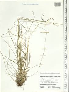 Schizachne purpurascens subsp. callosa (Turcz. ex Griseb.) T.Koyama & Kawano, Siberia, Baikal & Transbaikal region (S4) (Russia)