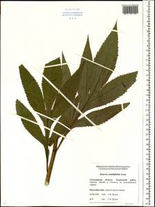 Jacobaea cannabifolia (Less.) E. Wiebe, Siberia, Russian Far East (S6) (Russia)