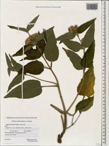 Phlomis herba-venti subsp. pungens (Willd.) Maire ex DeFilipps, Caucasus, Krasnodar Krai & Adygea (K1a) (Russia)