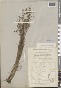 Juncus articulatus L., Middle Asia, Caspian Ustyurt & Northern Aralia (M8) (Kazakhstan)