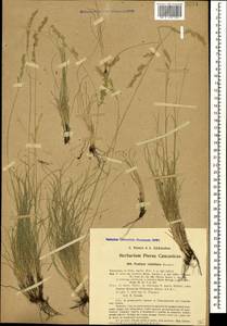 Festuca valesiaca Schleich. ex Gaudin, Caucasus, Georgia (K4) (Georgia)