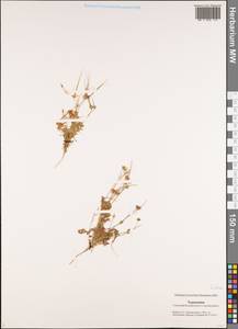 Erodium, Middle Asia, Karakum (M6) (Turkmenistan)