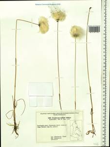 Eriophorum medium Andersson, Siberia, Chukotka & Kamchatka (S7) (Russia)
