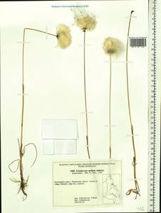 Eriophorum × medium Andersson, Siberia, Chukotka & Kamchatka (S7) (Russia)