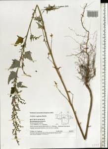 Atriplex sagittata Borkh., Eastern Europe, Central region (E4) (Russia)