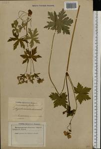 Geranium palustre L., Eastern Europe, Latvia (E2b) (Latvia)