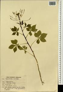 Gynandropsis gynandra (L.) Briq., South Asia, South Asia (Asia outside ex-Soviet states and Mongolia) (ASIA) (India)