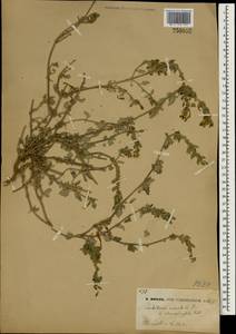 Scutellaria orientalis L., South Asia, South Asia (Asia outside ex-Soviet states and Mongolia) (ASIA) (China)