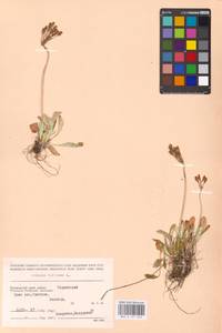 Primula farinosa L., Siberia, Russian Far East (S6) (Russia)