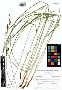 Carex schmidtii Meinsh., Siberia, Baikal & Transbaikal region (S4) (Russia)