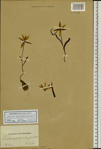 Tulipa sylvestris subsp. australis (Link) Pamp., Siberia, Altai & Sayany Mountains (S2) (Russia)