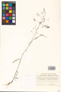 Bromus tectorum L., Eastern Europe, Moscow region (E4a) (Russia)