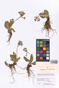 Primula vulgaris Huds., Caucasus, Georgia (K4) (Georgia)