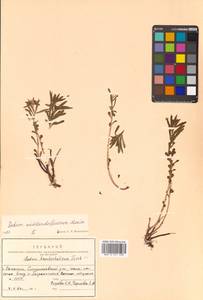 Phedimus middendorfianus subsp. middendorfianus, Siberia, Russian Far East (S6) (Russia)