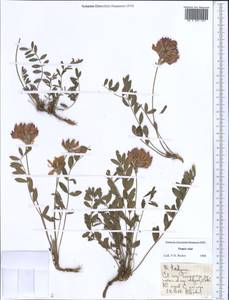 Hedysarum, Middle Asia, Pamir & Pamiro-Alai (M2) (Tajikistan)