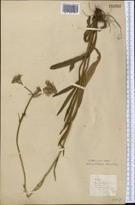 Pilosella echioides subsp. echioides, Middle Asia, Northern & Central Kazakhstan (M10) (Kazakhstan)
