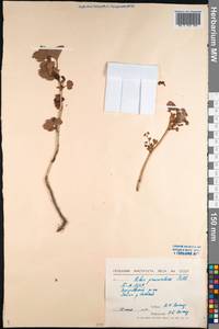 Ribes procumbens Pall., Siberia, Baikal & Transbaikal region (S4) (Russia)