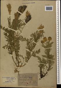 Oxytropis pilosa (L.)DC., Caucasus, Krasnodar Krai & Adygea (K1a) (Russia)