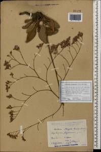 Limonium scoparium (Pall. ex Willd.) Stankov, Caucasus, Dagestan (K2) (Russia)