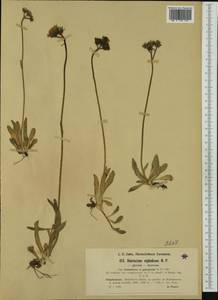 Pilosella corymbuloides (Arv.-Touv.) S. Bräut. & Greuter, Western Europe (EUR) (France)