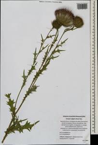 Cirsium vulgare (Savi) Ten., Eastern Europe, North-Western region (E2) (Russia)