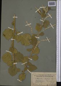 Cullen drupaceum (Bunge)C.H.Stirt., Middle Asia, Pamir & Pamiro-Alai (M2) (Tajikistan)